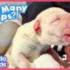 Wait — HOW MANY Puppies Were Born?! | Dodo Kids | Rescued!