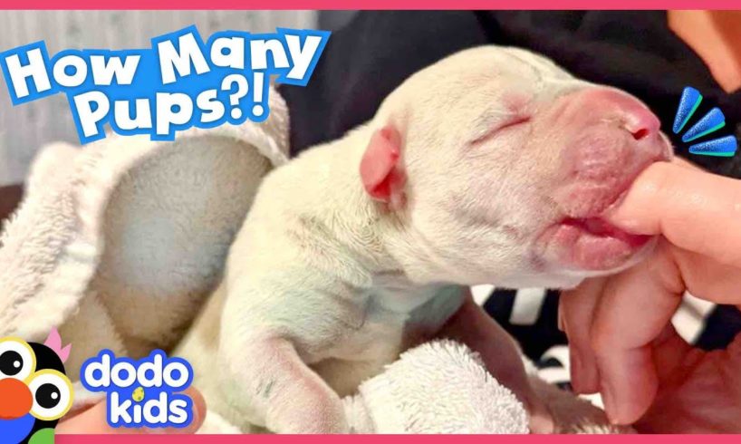 Wait — HOW MANY Puppies Were Born?! | Dodo Kids | Rescued!