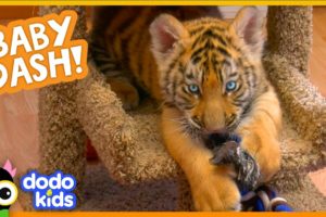 Watch This Baby Tiger Go From Cranky And Tiny To Brave And Big | Baby 2 Big | Dodo Kids