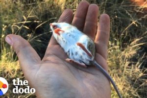 Watch This Guy Bring a “Dead” Mouse Back To Life | The Dodo