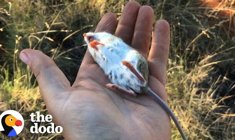 Watch This Guy Bring a “Dead” Mouse Back To Life | The Dodo