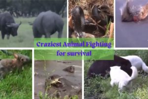 Watch the Most CRAZY and WILD Animal Fight EVER!