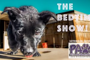 We got new dogs and the cutest puppies tonight on the Bedtime Show!   - September 26th 2022