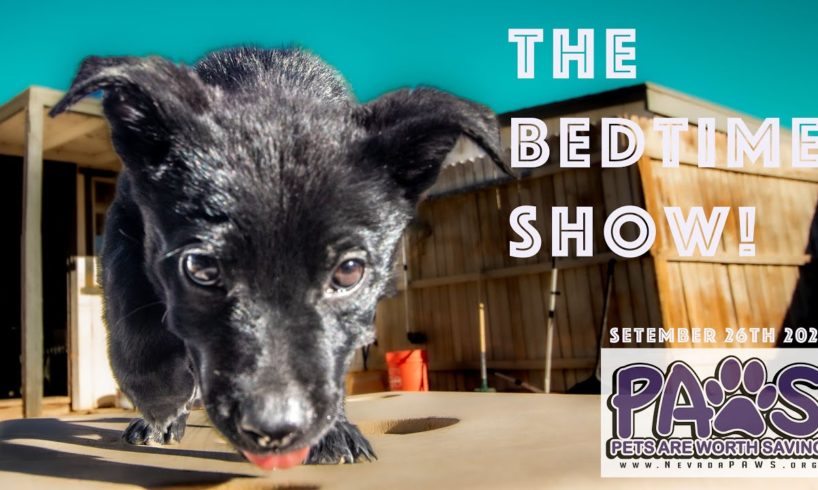 We got new dogs and the cutest puppies tonight on the Bedtime Show!   - September 26th 2022