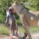 What Happened! Lion Attack Unborn Zebra - Animal Fighting | ATP Earth
