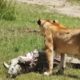 What Happens Next? Crocodile Fights Big Cat - Animal Fighting | ATP Earth
