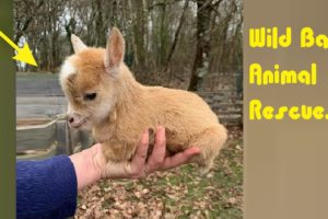 Wild Baby Animal Rescues PART 1