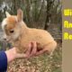Wild Baby Animal Rescues PART 1