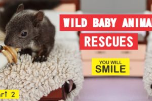 Wild Baby Animal Rescues PART 2