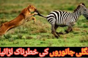 Wild Life | Lion Fight |Tigger Attack on Animals #wildlife #lionfight #animals #animalsfightin