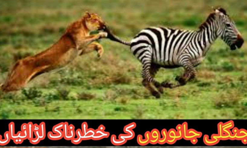 Wild Life | Lion Fight |Tigger Attack on Animals #wildlife #lionfight #animals #animalsfightin