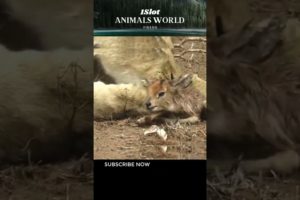 Wild animals surprise attack - 1Slot Animals World #animals #animalswild #trending #shorts