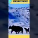 Wolves Sent Flying By Angry Yak In A Wild Animal Fight In The Snow!