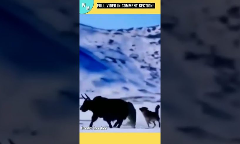 Wolves Sent Flying By Angry Yak In A Wild Animal Fight In The Snow!