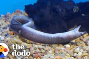 Woman Rescues Eel Swimming Upside Down At Pet Store | The Dodo Foster Diaries