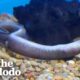 Woman Rescues Eel Swimming Upside Down At Pet Store | The Dodo Foster Diaries