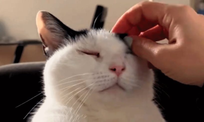 Woman adopted a blind cat and then a deaf cat. Here's how that turned out.