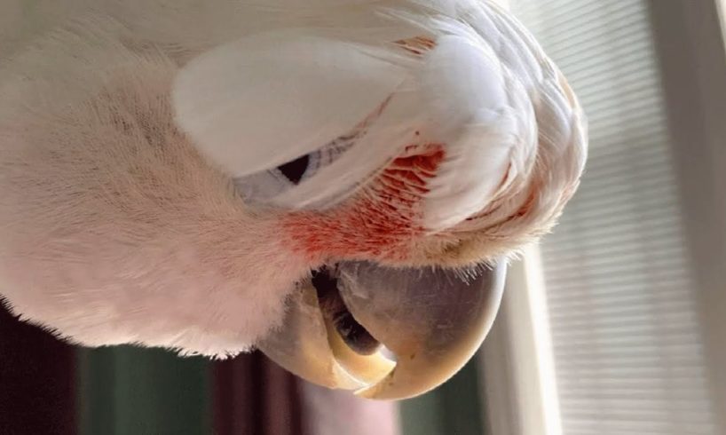 Woman raised this bird like a baby. Now he's 50 years old.