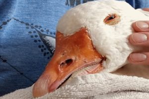 Woman sees sick goose in pond. Then her garage gets a redesign.