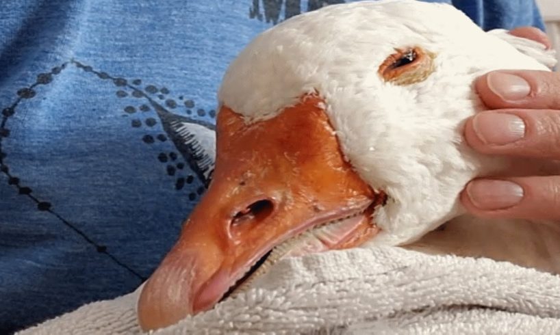 Woman sees sick goose in pond. Then her garage gets a redesign.