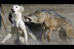 #Worldanimals |animal fights