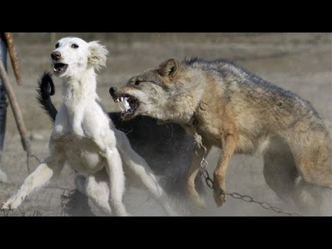 #Worldanimals |animal fights