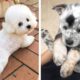 Wow! 🥰 It's Really Surprising When These Adorable Puppies Have Such Funny Actions 🐶🐰| Cute Puppies