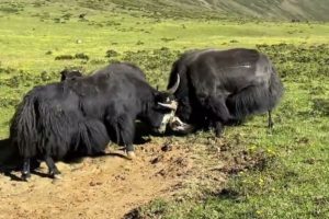 Wow! Yak fights, warrior forever! | Animal fights 2022