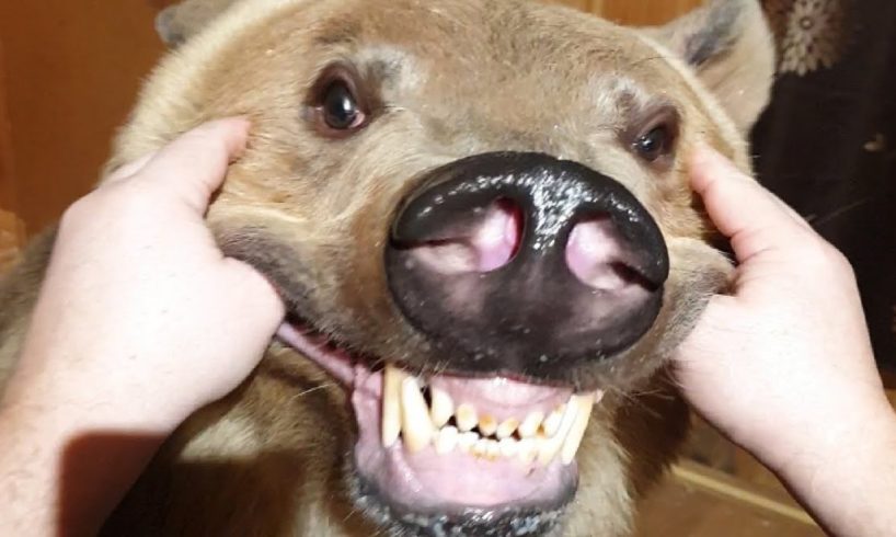 ๐น You Definitely Laugh, Trust me ๐ฑ - Funniest Animals Expression Video ๐ - Animals fails #1