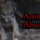 YouTube's Fake Animal Rescue Channels