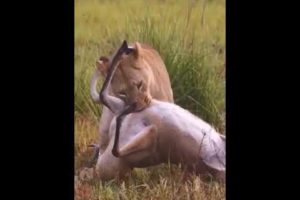 amazing animal | animal fighting  (2022) #shorts