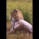 amazing animal | animal fighting  (2022) #shorts