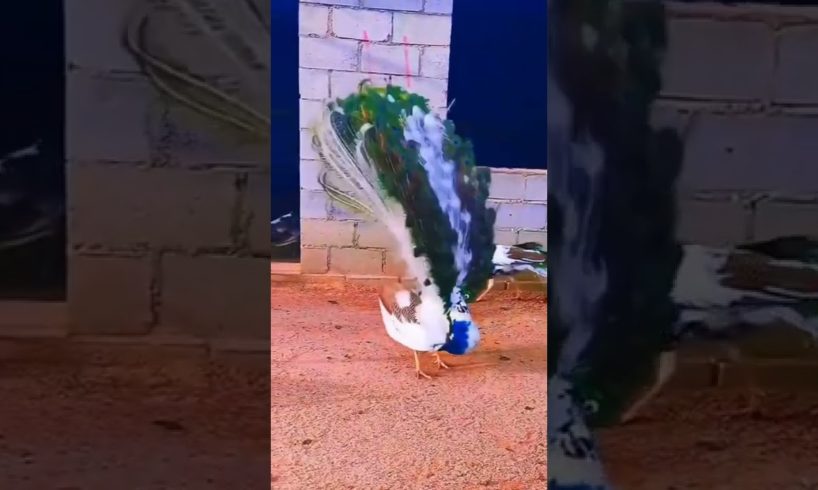 #animal #peacock#birdsounds #funny
