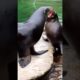 animals fighting..#animals #wild #funny #heat #animalsounds