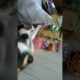 cat playing with kitten #shorts