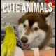 cute animals funny  moments 2969#viral#shorts