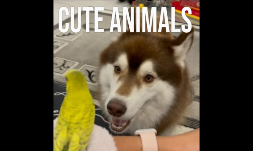 cute animals funny  moments 2969#viral#shorts