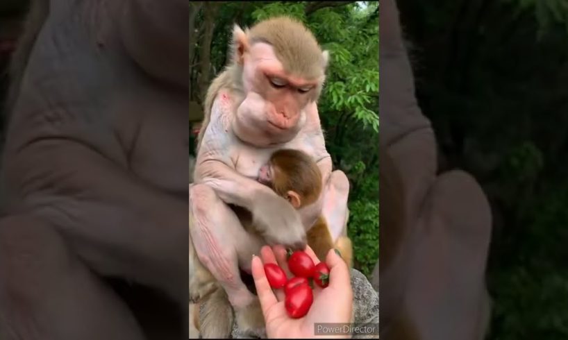 cute animals funny  moments 6996#viral#shorts