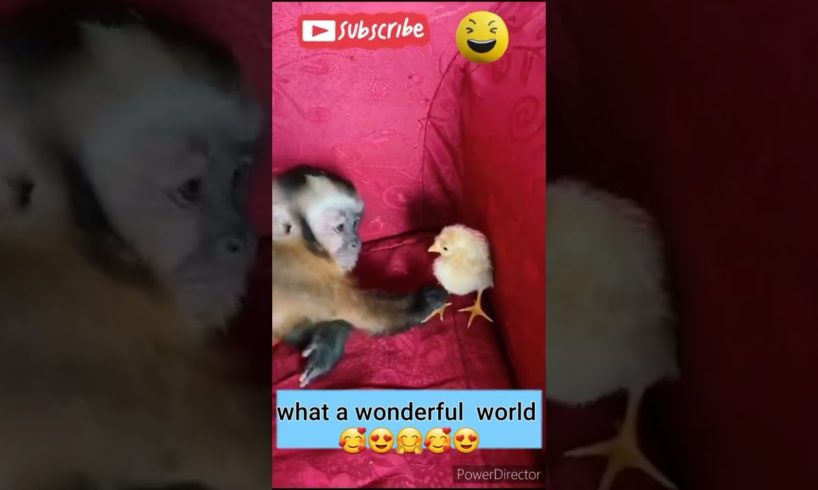 cute animals funny moments 8297#viral#shorts