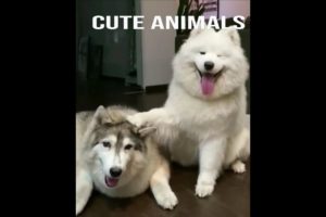 cute animals funny  moments 8991#viral#shorts