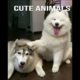 cute animals funny  moments 8991#viral#shorts