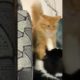cute cats fights beautiful animal video naughty cats