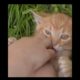 cute kitten | kitten playing|shorts|animal shorts| @Animals & birds sensory.