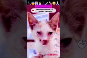 #cute #poor #cat #animals #shorts #omg #बिल्ली #кошка #funnyvideo #개 #동물 #meme #कुत्ता #قطة #kitten