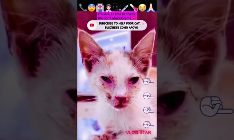 #cute #poor #cat #animals #shorts #omg #बिल्ली #кошка #funnyvideo #개 #동물 #meme #कुत्ता #قطة #kitten