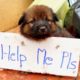 cute puppy ask for help | animal rescue videos