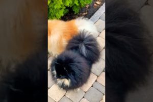 #cutest  #puppies 🐶