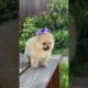 cutest puppy animal #shorts #viralvideo