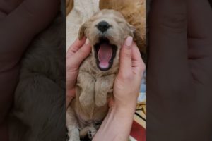 cutest puppy massage ever