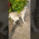 cutest puppy🐕pee hanging on plant🪴#dog #shorts #funny #youtubeshorts   #short #shots  #youtubeislife